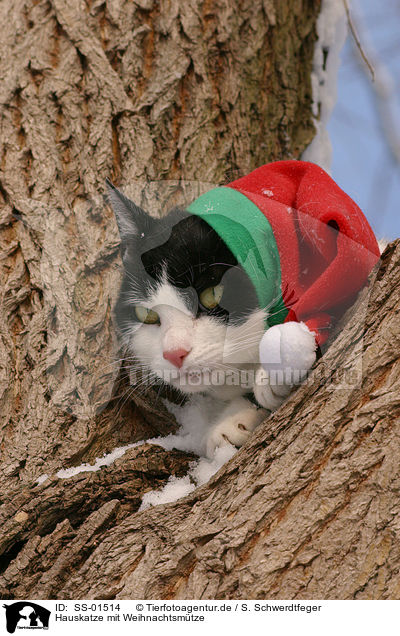 Hauskatze mit Weihnachtsmtze / domestic cat with Santa Claus cap / SS-01514
