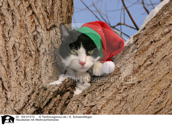 Hauskatze mit Weihnachtsmtze / domesticdomestic cat with Santa Claus cap / SS-01515