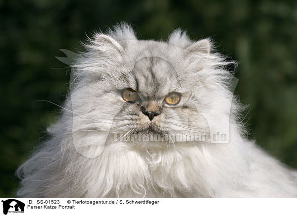 Perser Katze Portrait / persian cat portrait / SS-01523