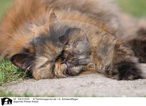 liegende Perser Katze / lying persian cat / SS-01525
