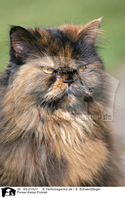 Perser Katze Portrait / persian cat portrait / SS-01527
