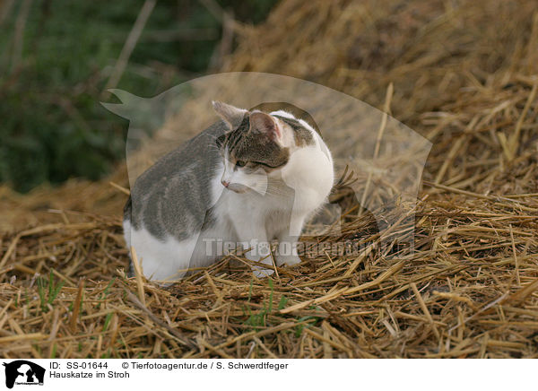 Hauskatze im Stroh / domestic cat in straw / SS-01644