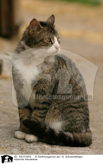 sitzende Hauskatze / sitting domestic cat / SS-01645