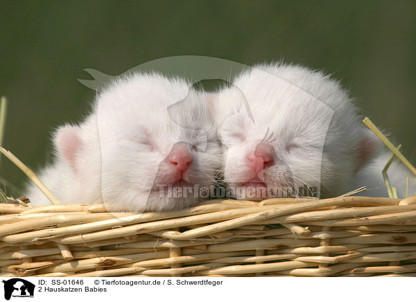 2 Hauskatzen Babies / 2 domestic cat babies / SS-01646