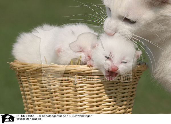 Hauskatzen Babies / domestic cat babies / SS-01651