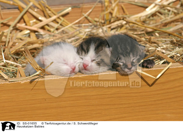 Hauskatzen Babies / domestic cat babies / SS-01655