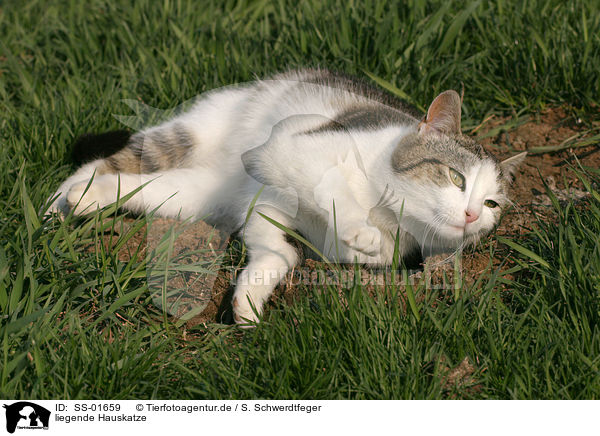 liegende Hauskatze / lying domestic cat / SS-01659