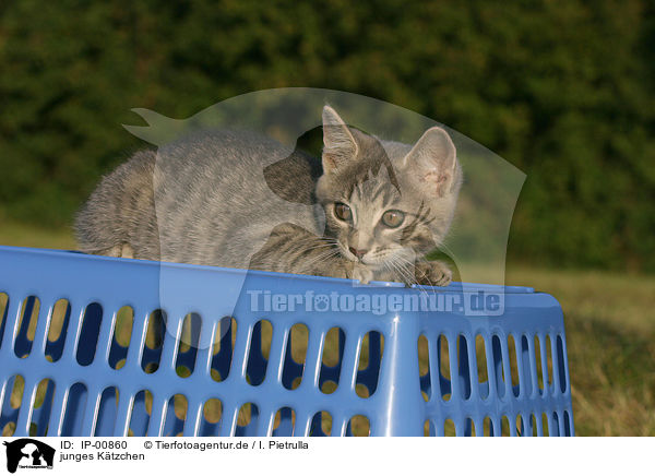 junges Ktzchen / young kitty / IP-00860