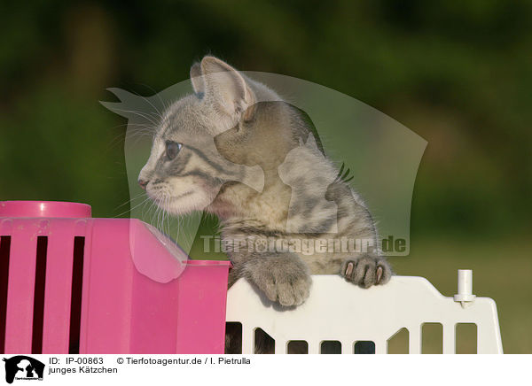 junges Ktzchen / young kitty / IP-00863