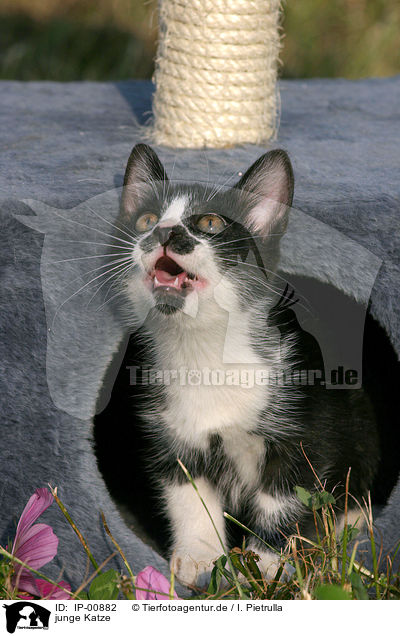 junge Katze / young cat / IP-00882