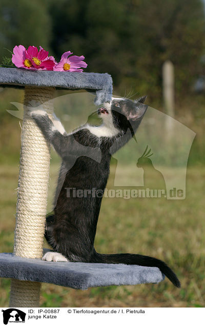 junge Katze / young cat / IP-00887