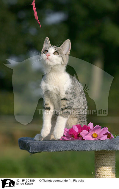 junge Katze / young cat / IP-00889