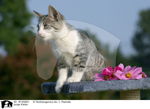 junge Katze / young cat / IP-00891