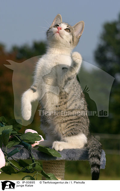 junge Katze / young cat / IP-00895