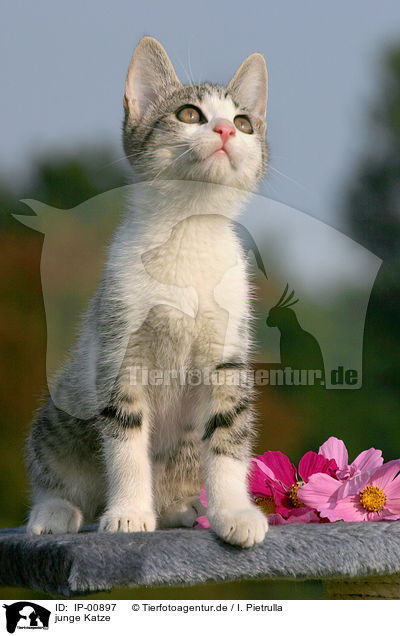 junge Katze / young cat / IP-00897