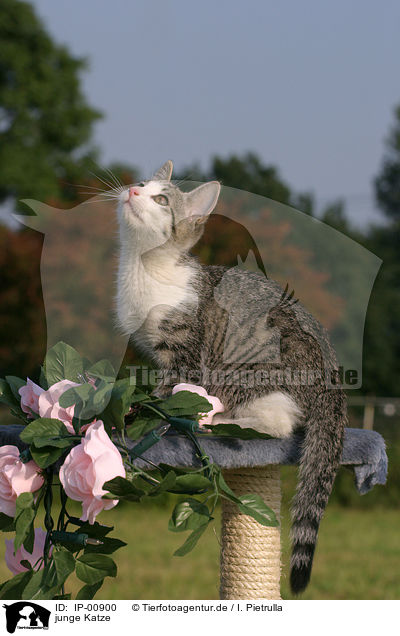 junge Katze / young cat / IP-00900