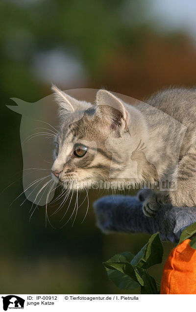 junge Katze / young cat / IP-00912