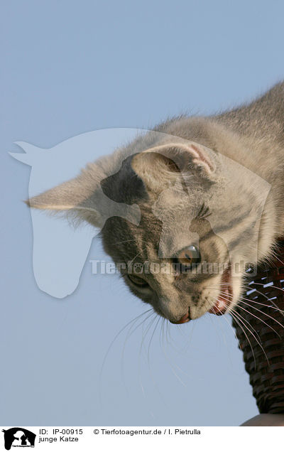 junge Katze / young cat / IP-00915