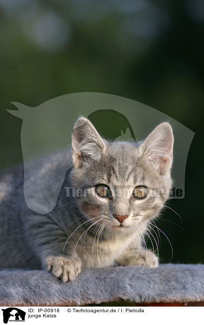 junge Katze / young cat / IP-00918