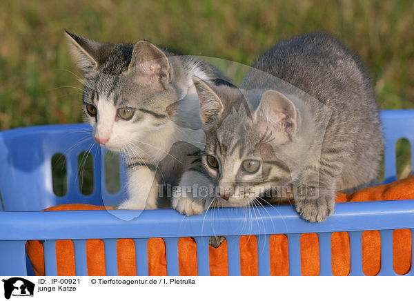 junge Katze / young cat / IP-00921
