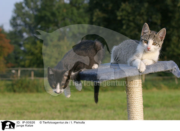 junge Katze / young cat / IP-00926
