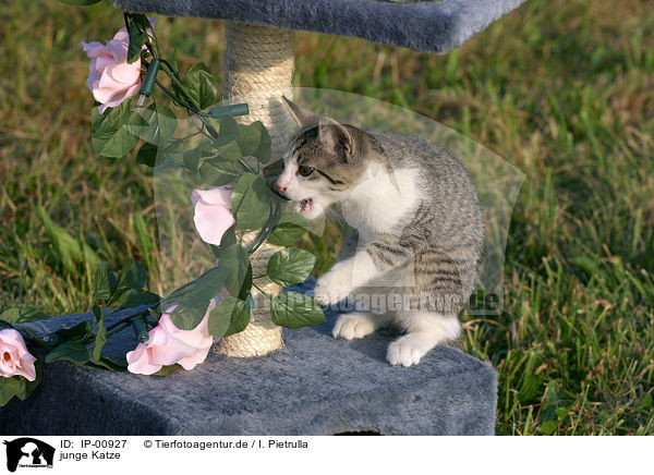 junge Katze / young cat / IP-00927
