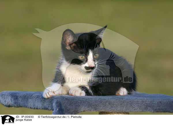 junge Katze / young cat / IP-00930