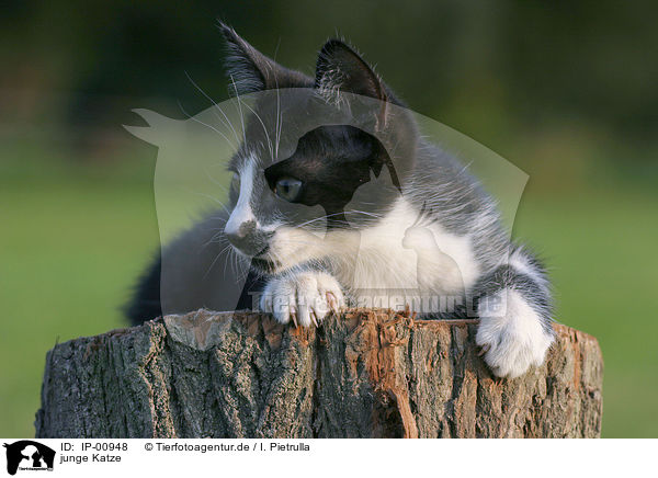 junge Katze / young cat / IP-00948