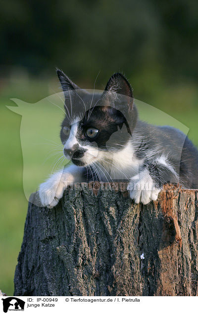 junge Katze / young cat / IP-00949
