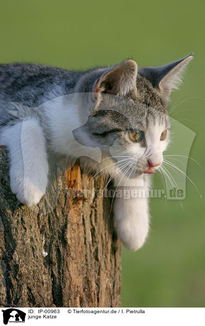 junge Katze / young cat / IP-00963