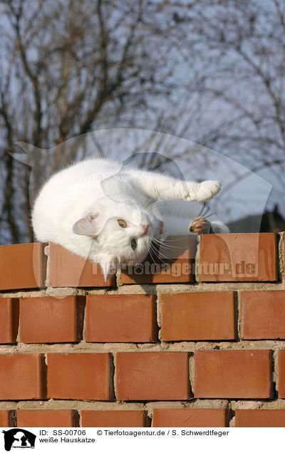 weie Hauskatze / white domestic cat / SS-00706