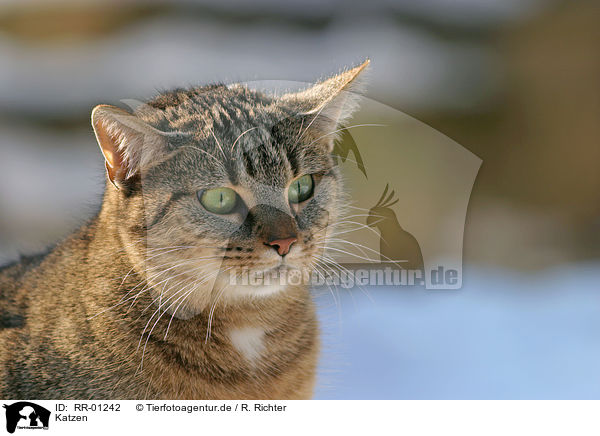 Katzen / Cat Portrait / RR-01242