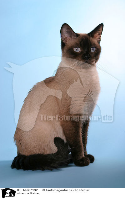 sitzende Katze / sitting cat / RR-07132