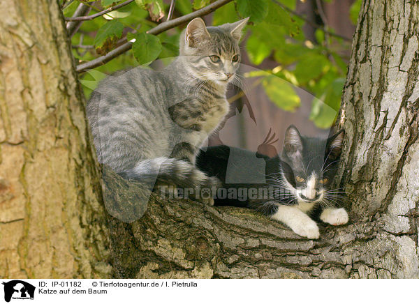 Katze auf dem Baum / cat on a tree / IP-01182
