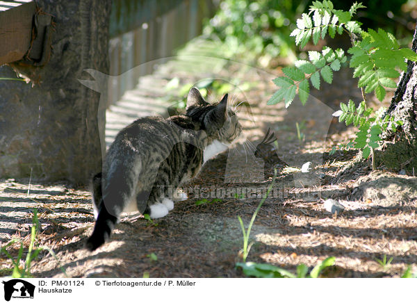 Hauskatze / domestic cat / PM-01124