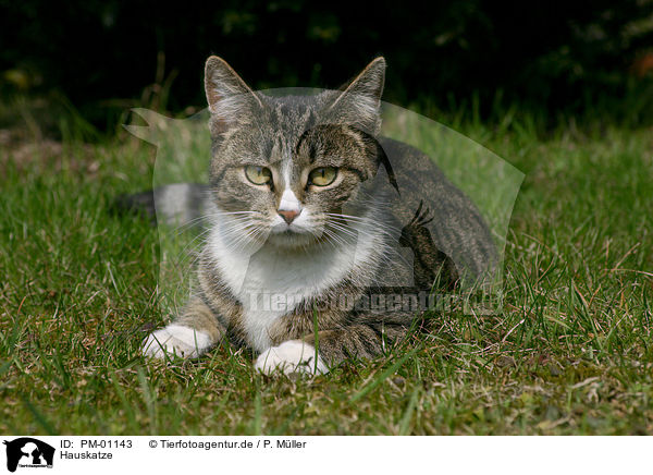 Hauskatze / domestic cat / PM-01143