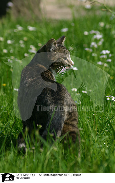 Hauskatze / domestic cat / PM-01161