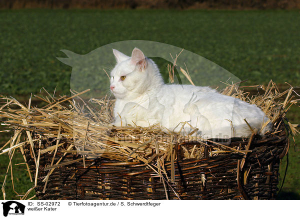 weier Kater / white tomcat / SS-02972