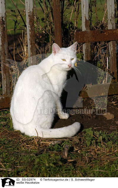 weie Hauskatze / white domestic cat / SS-02974