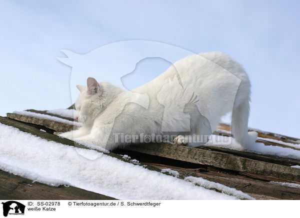 weie Katze / white cat / SS-02978