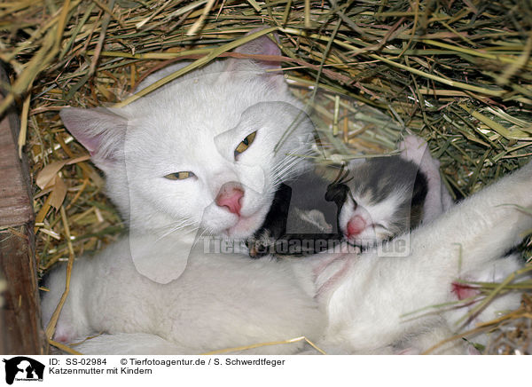 Katzenmutter mit Kindern / mother with kitten / SS-02984