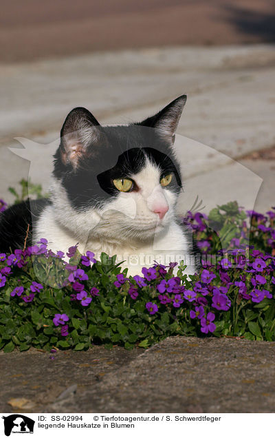 liegende Hauskatze in Blumen / lying domestic cat in flowers / SS-02994