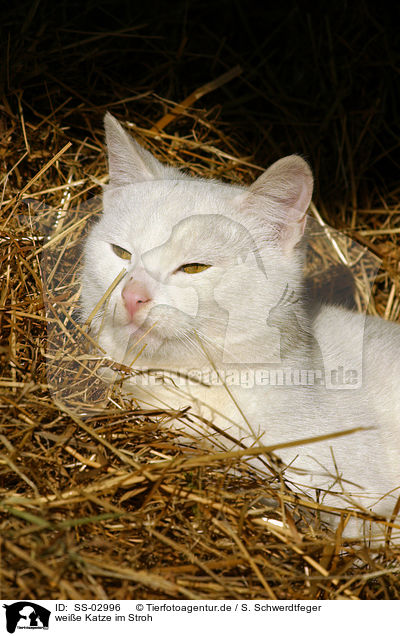 weie Katze im Stroh / white cat in straw / SS-02996