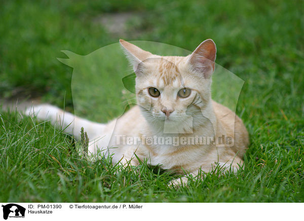 Hauskatze / domestic cat / PM-01390