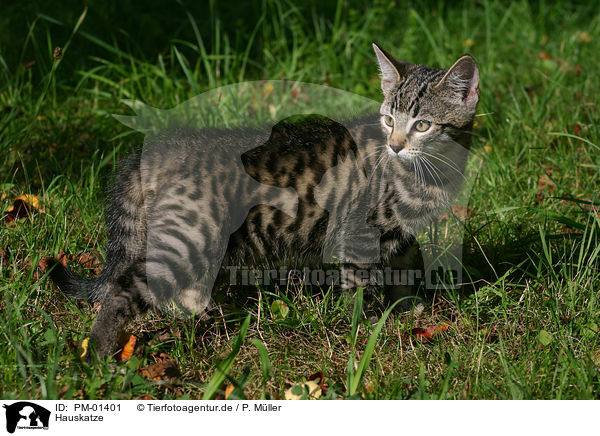 Hauskatze / domestic cat / PM-01401