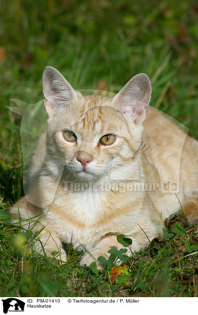 Hauskatze / domestic cat / PM-01410