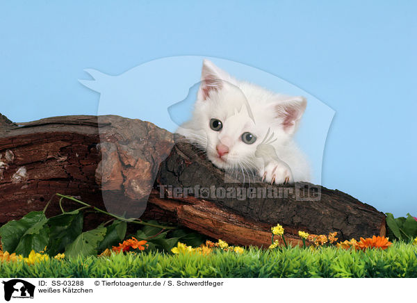 weies Ktzchen / white kitten / SS-03288