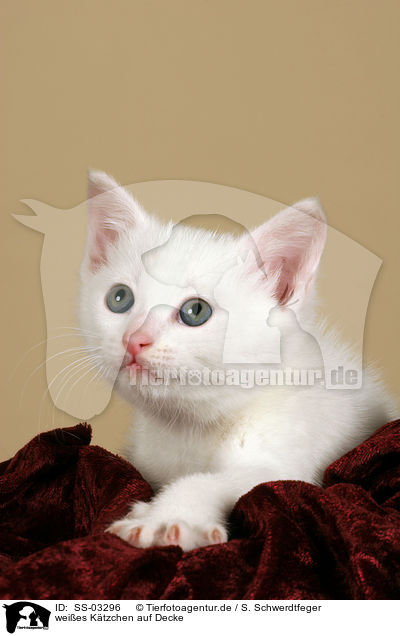 weies Ktzchen auf Decke / white kitten on blanket / SS-03296