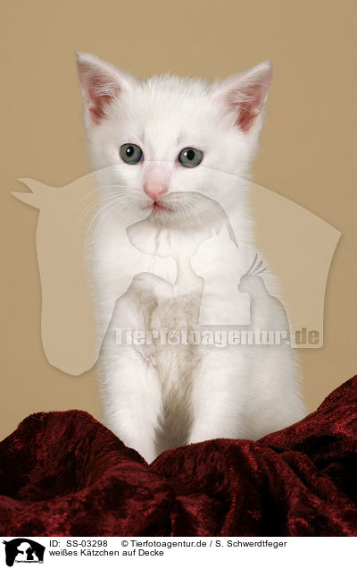 weies Ktzchen auf Decke / white kitten on blanket / SS-03298