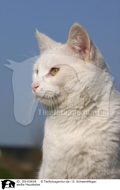 weie Hauskatze / white domestic cat / SS-03638